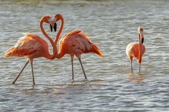 Flamingo Sanctuary Curacao
